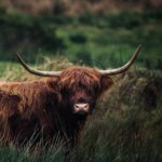 Tierportrait Hochlandrind in Irland