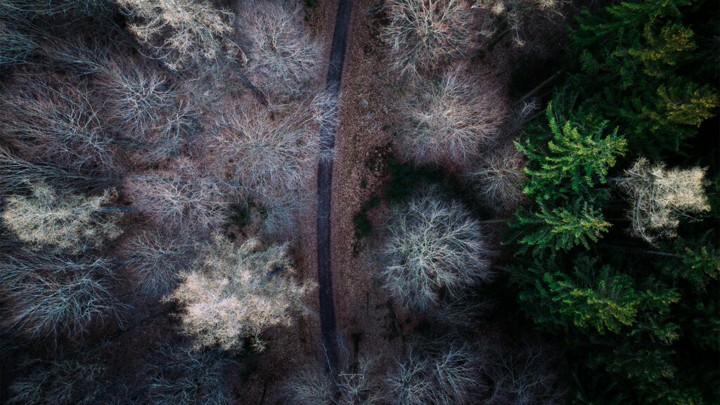 Landschaftsfotografie Wald mit Schneebedeckt und grünen Bäumen