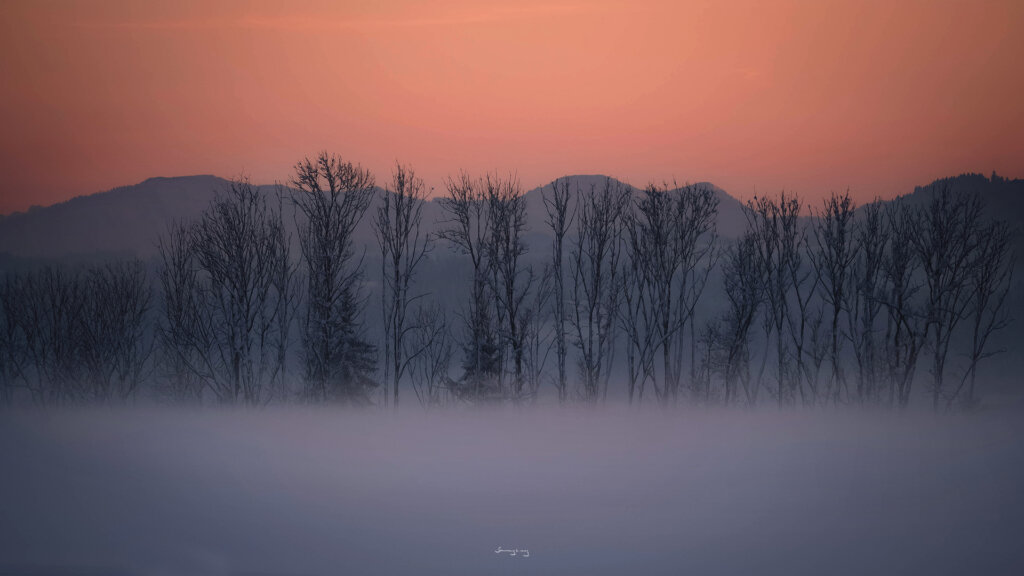 Sunset_foggy_Trees_snow