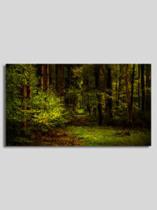 Wandbild als Aufnahme im Wald