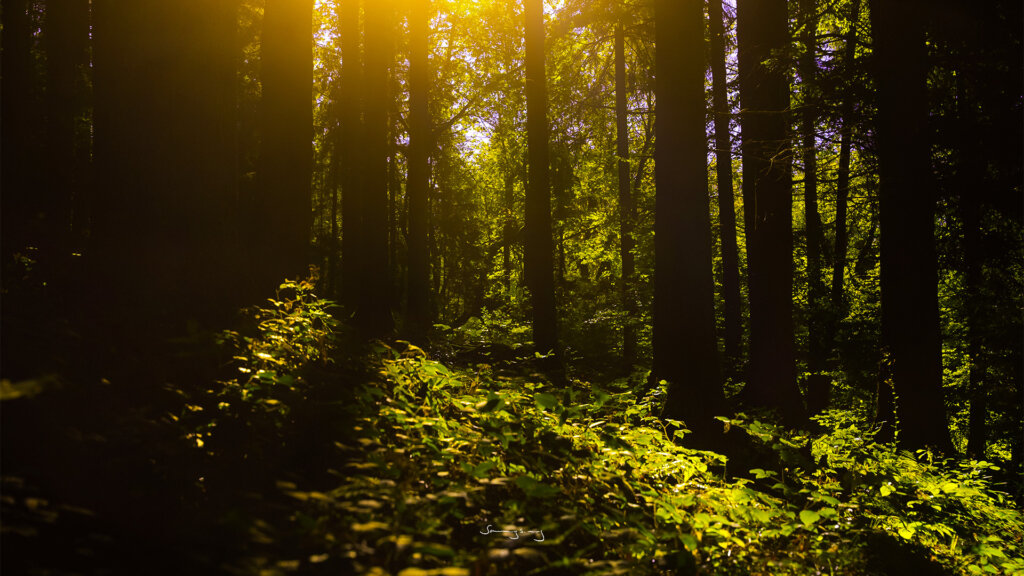 Wald_sonnenaufgang_Grün