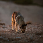 Tierportrait in Jordanien Straßenhunde