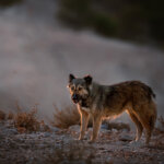 Tierportrait Straßenhund in Jordanien