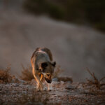 Tierportrait Straßenhund in Jordanien